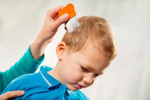 Parent treating son's head lice