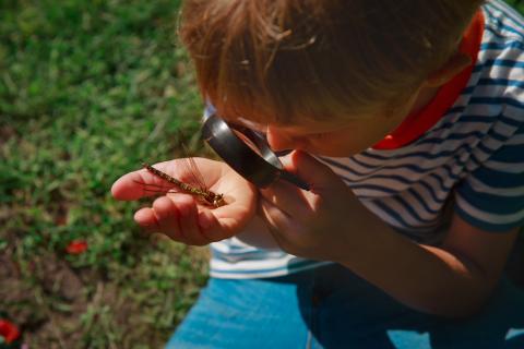 Boy looking at bug under magnifying glass in the garden