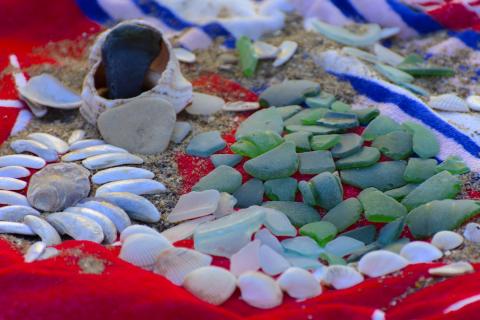 Seashells