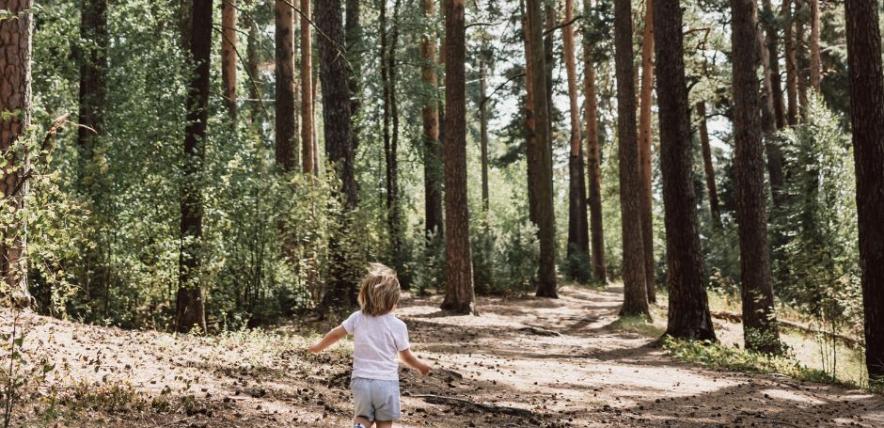 Toddler boy walking along path in summer park. Tiny kid in vast pine forest. Rear view of child outing on path in green woods.
