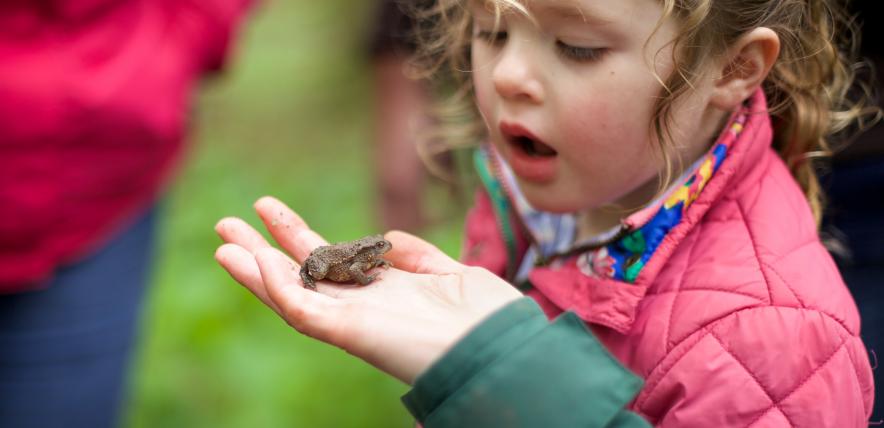 marvellous mini-beasts, exploring insects, looking at bugs