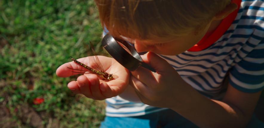 Boy looking at bug under magnifying glass in the garden